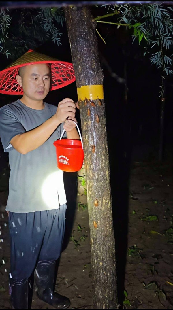 配资资讯之家 一只知了猴撬动致富产业！河南老乡：“一晚上收入一万有可能”