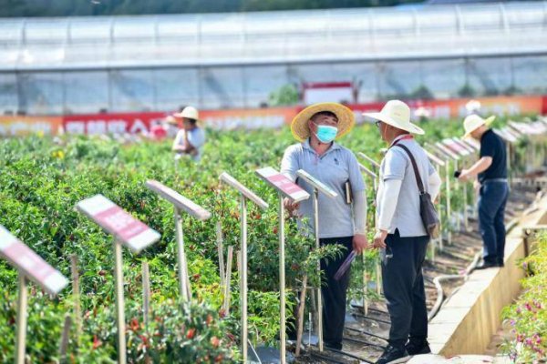 最专业的股票配资公司 全国辣椒 “尖子生” 将集结遵义！